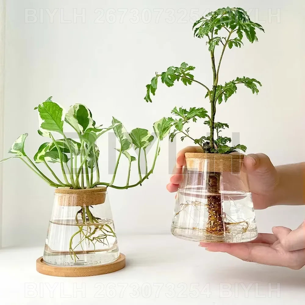 Lot de 2 pots de fleurs en verre transparents pour plantes hydroponiques, avec soucoupe intégrée et accessoires de jardin. Décoration intérieure.