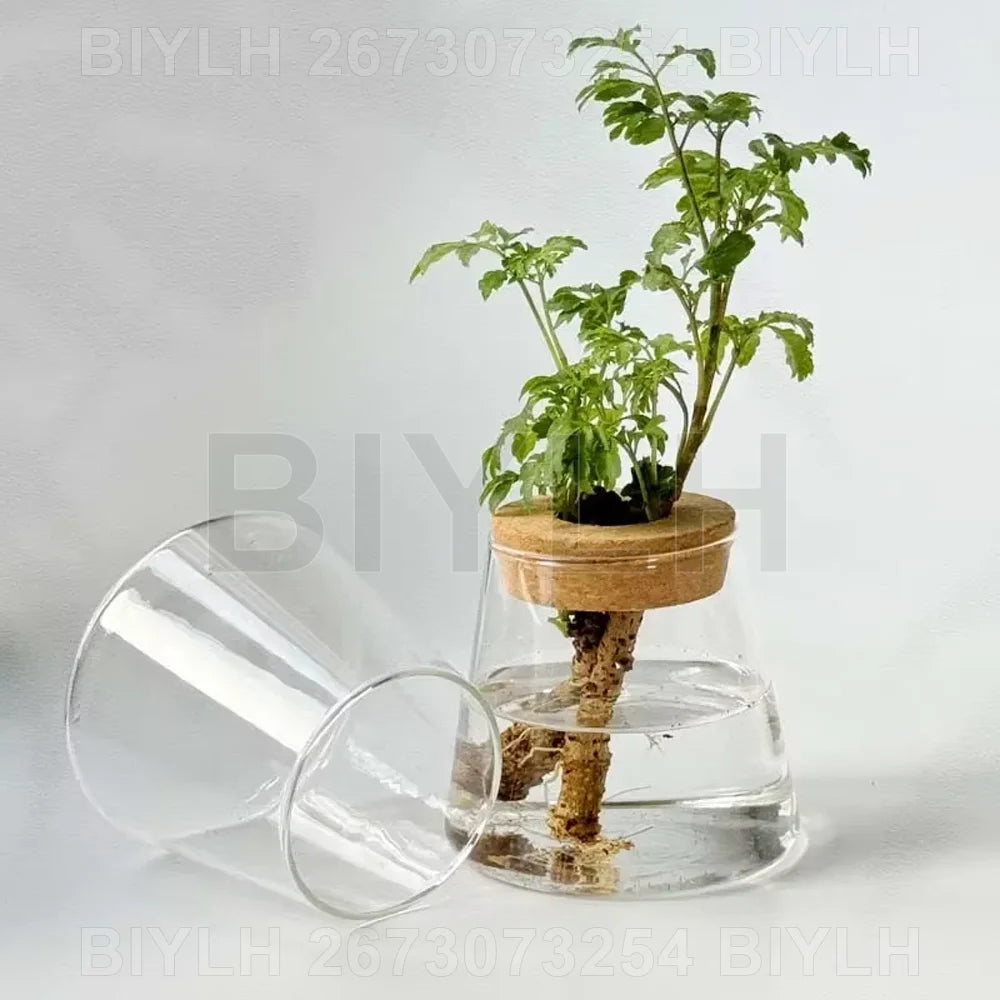 Lot de 2 pots de fleurs en verre transparents pour plantes hydroponiques, avec soucoupe intégrée et accessoires de jardin. Décoration intérieure.