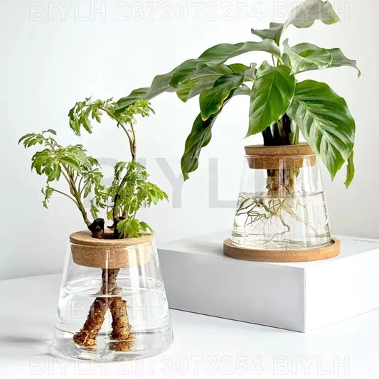 Lot de 2 pots de fleurs en verre transparents pour plantes hydroponiques, avec soucoupe intégrée et accessoires de jardin. Décoration intérieure.